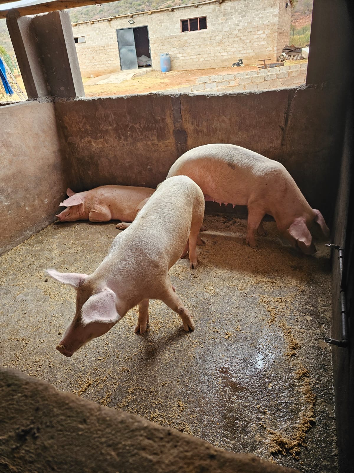 0aacec32-fa10-4d34-b163-e0fb68533630